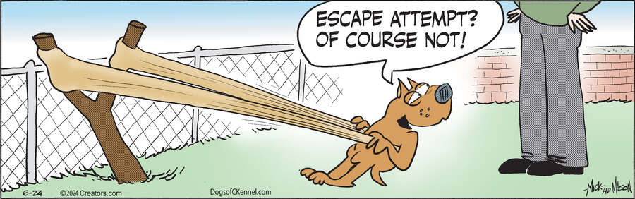 Dogs of C-Kennel for Jun 24, 2024