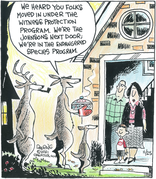 Strange Brew for Nov 25, 2021