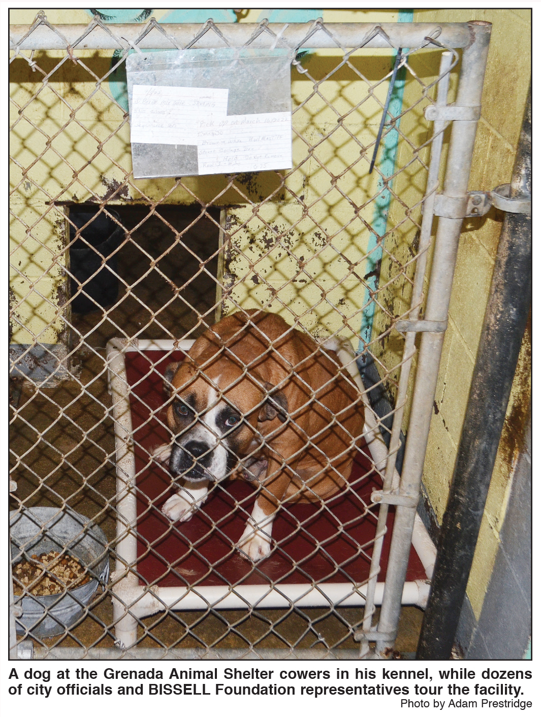 Animal Shelter Fiasco