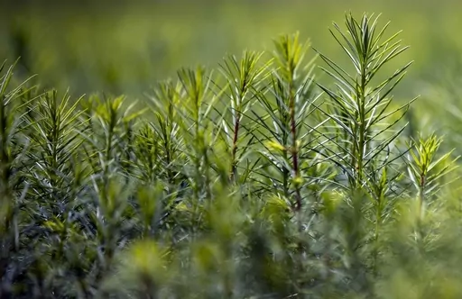 Douglas Fir seedlings grow at New Mexico State University's John T. Harrington Forestry Research Center in Mora, northern New Mexico, Aug. 24, 2022. The NMSU center plays a vital role in the reforestation process of ravaged areas affected by wildfires in the state of New Mexico. House Republicans are searching for solutions to climate change without restricting American-produced energy that comes from burning oil, coal and gas. (AP Photo/Andres Leighton, File)