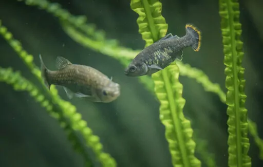 In this undated photo provided by The Chester Zoo shows two "tequila splitfin" fish in an aquarium at the Chester Zoo in Chester, England. This fish that swam in the spring-fed waters of west-central Mexico disappeared toward the end of the 20th century, however scientists and local residents have achieved the unthinkable: the return of a species extinct in nature, but conserved in captivity, to its native habitat. (The Chester Zoo via AP)