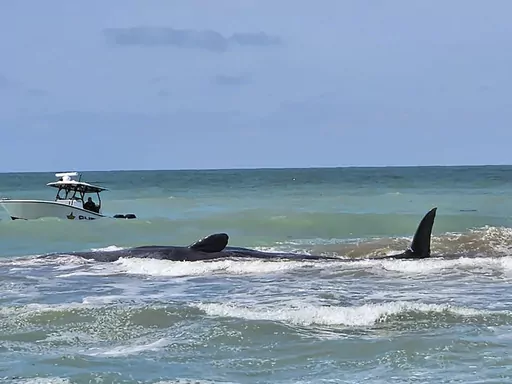 This photo provided by City of Venice Florida shows a whale on Sunday, March 10, 2024, off Venice, Fla. Authorities were working to assist a beached sperm whale that is stranded on a sandbar off Florida's Gulf Coast on Sunday morning. (City of Venice Florida via AP)