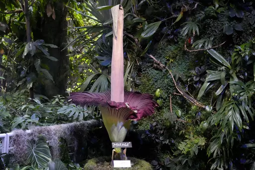 A corpse flower in bloom is shown at the California Academy of Sciences' Osher Rainforest in San Francisco, Wednesday, Feb. 28, 2024. (AP Photo/Jeff Chiu)