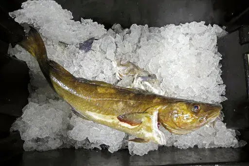In this Oct. 29, 2015, file photo, a cod to be auctioned sits on ice at the Portland Fish Exchange, in Portland, Maine. Russia, along with Iceland and Norway, remains a major producer of the white fish, which it harvests from the Barents Sea and other frigid oceans. The U.S. is clamping down on trade with Russia, and is targeting seafood in particular. (AP Photo/Robert F. Bukaty, File)