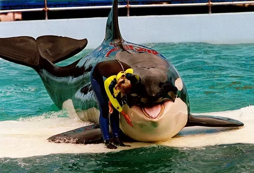 Trainer Marcia Hinton pets Lolita, a captive orca whale, during a performance at the Miami Seaquarium in Miami, March 9, 1995. Lolita, an orca whale held captive for more than a half-century, died Friday, Aug. 18, 2023, at the Miami Seaquarium as caregivers prepared to move her from the theme park in the near future. (Nuri Vallbona/Miami Herald via AP, File)