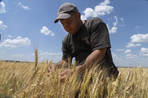 Farmer Andriy Zubko checks wheat ripeness on a field in Donetsk region, Ukraine, on June 21, 2022. Russia has suspended on Monday July 17, 2023 a wartime deal brokered by the U.N. and Turkey that was designed to move food from Ukraine to parts of the world where millions are going hungry. (AP Photo/Efrem Lukatsky, File)