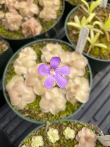 This undated image provided by California Carnivores shows a butterwort (Pinguicula cyclosecta) plant in bloom. (California Carnivores via AP)