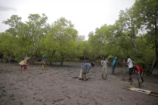 Members of Mikoko Pamoja, Swahili for 'mangroves together', plant mangrove trees in the beaches of Gazi Bay, in Kwale county, Kenya on June 12, 2022. In Kenya's Gazi Bay, arguably the continent's most famous mangrove restoration project, thousands of trees have been planted thanks to nearly a decade of concerted efforts to offset carbon dioxide released by faraway governments and companies seeking to improve their climate credentials. (AP Photo/Brian Inganga, File)