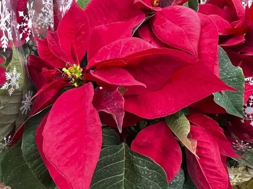This Dec. 14, 2023, image provided by Jessica Damiano shows a grouping of poinsettia plants on display in Old Brookville, New York. (Jessica Damiano via AP)