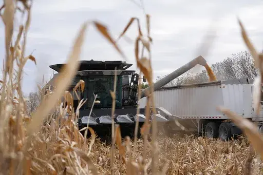 Martin Larsen transfers corn from his combine to a delivery truck, Oct. 18, 2024, in Oronoco, Minn. (AP Photo/Abbie Parr, File)