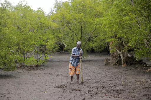 A member of Mikoko Pamoja, Swahili for 'mangroves together', plants a mangrove tree at Gazi Bay, in Kwale county, Kenya, June 12, 2022. African nations want to increase how much money they receive from schemes that offset greenhouse gas emissions and are looking for ways to address the issue at U.N. climate talks currently underway in Egypt. Carbon offsets, where polluting companies can effectively cancel out their emissions by paying into initiatives such as tree-planting, are currently cheaper
