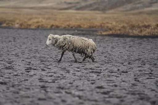 An emciated sheep walks on the dry bed of the Cconchaccota lagoon in the Apurimac region of Peru, Friday, Nov. 25, 2022. The lagoon located at 4,100 meters above sea level has been a source of trout, fun for children eager to swim, beauty as flamingos flew from over the mountains and water for thirsty sheep. Nowadays, however, an ongoing drought has dried up the lagoon. (AP Photo/Guadalupe Pardo)