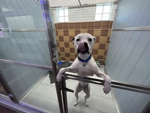 A rescued dog appears at the North Shore Animal League America shelter in Port Washington, N.Y. on Nov. 29, 2023. Gifting a pet as a surprise at the holidays is widely not recommended. (Robert Borden via AP)