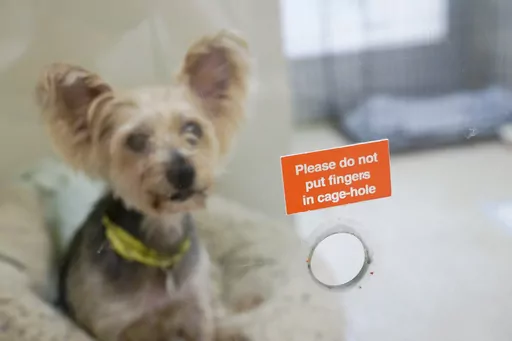 Melanie, one of the dogs being cared for at the ASPCA adoption center, sits behind a treat hole in her kennel at the ASPCA, Friday, April 21, 2023, on the Upper West Side neighborhood of New York. While the Westminster Kennel Club crowns the cream of the canine elite on one of tennis' most storied courts next week, another 19th-century institution across town will be tending to dogs that have had far more troubled lives. New York is home to both the United States' most prestigious dog show and i