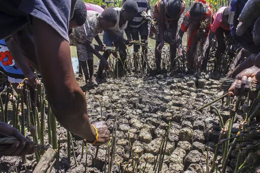 People plant mangroves during a community exercise to restore their habitat in Mtwapa, on the Indian Ocean coast of Kenya, Wednesday, April 13, 2022. In a bid to protect coastal communities from climate change and encourage investment, African nations are increasingly turning to mangrove restoration projects. (AP Photo)