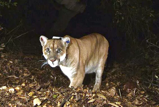 This Nov. 2014, file photo provided by the U.S. National Park Service shows a mountain lion known as P-22, photographed in the Griffith Park area near downtown Los Angeles. Tribal leaders, scientists and conservation advocates buried Southern California's most famous mountain lion Saturday in the mountains where the big cat once roamed. (U.S. National Park Service, via AP, File)