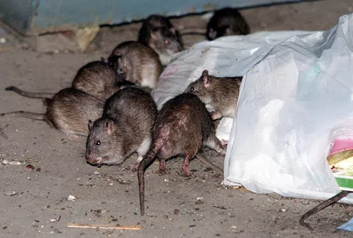 Rats swarm around a bag of garbage near a dumpster in New York, July 7, 2000. New York lawmakers are proposing rules to humanely drive down the population of rats and other rodents, eyeing contraception and a ban on glue traps as alternatives to poison or a slow, brutal death. (AP Photo/Robert Mecea, File)