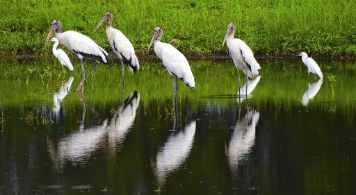 A flock of wood storks mingles with egrets as they stand in a retention pond along a road in Atlantic Beach, Fla., just before the Intracoastal Bridge on Aug. 12, 2015. The ungainly yet graceful wood stork, which was on the brink of extinction in 1984, has recovered sufficiently in Florida and other Southern states that U.S. wildlife officials on Tuesday, Feb. 14, 2023, proposed removing the wading bird from the endangered species list. (Bob Mack/The Florida Times-Union via AP, File)
