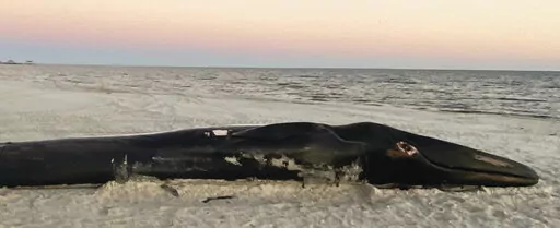 A dead Finback whale lies on the sand after being brought to shore at the Mississippi Gulf Coast beach in Pass Christian, Miss., Saturday, Jan. 7, 2023. (Hunter Dawkins/The Gazebo Gazette via AP)