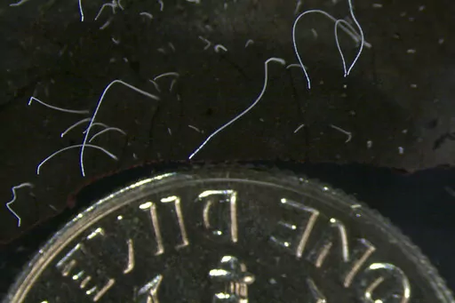 This microscope photo provided by the Lawrence Berkeley National Laboratory in June 2022 shows thin strands of Thiomargarita magnifica bacteria cells next to a U.S. dime coin. The species was discovered among the mangroves of Guadeloupe archipelago in the French Caribbean. A team of researchers at the Department of Energy (DOE) Joint Genome Institute (JGI), Lawrence Berkeley National Laboratory (Berkeley Lab), the Laboratory for Research in Complex Systems (LRC), and the Université des Antilles