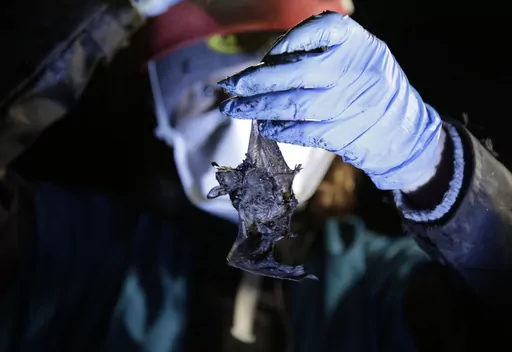 Alyssa Bennett, small mammals biologist for the Vermont Department of Fish and Wildlife, holds a dead bat in a cave in Dorset, Vt., on May 2, 2023. Scientists studying bat species hit hard by the fungus that causes white nose syndrome, which has killed millions of bats across North America, say there is a glimmer of good news for the disease. Experts say more bats that hibernate at a cave in Vermont, the largest bat cave in New England, are tolerating the disease and passing protective traits on