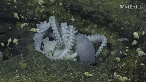 This 2022 image from video provided by MBARI shows a female pearl octopus (Muusoctopus robustus) brooding her eggs at the "octopus garden," near the Davidson Seamount off the California coast at a depth of approximately 3,200 meters (10,500 feet). Most octopuses lead solitary lives. So scientists were startled to find thousands of them huddled together, protecting their eggs at the bottom of the ocean. Research published Wednesday, Aug. 23, 2023, in Science Advance shows heat seeping up from the