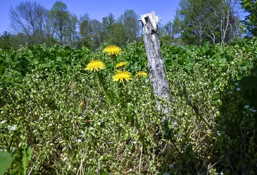 Last seasons plant stalks are seen at Seth Jacobs' marijuana planting field at his Slack Hollow farm in Argyle, N.Y., Friday, May 12, 2023. Farmers growing New York's first legal adult marijuana crop are having trouble moving product because there's only a dozen licensed dispensaries statewide to sell to. (AP Photo/Hans Pennink)