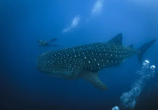A whale shark swims through the waters off of Wolf Island, Ecuador, next to Enrique "Quike" Moran, a local naturalist from Santa Cruz Island, Ecuador in the Galapagos on Sunday, June 9, 2024. (AP Photo/Alie Skowronski)