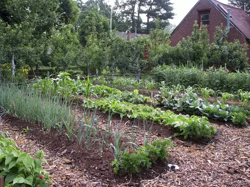 This undated photo shows beds in a weedless vegetable garden in New Paltz, N.Y. Smoke from hundreds of wildfires burning in Canada has affected air quality across vast swaths of the U.S. East and Midwest, which might have some effect on garden plants if the exposure is prolonged. (AP Photo/Lee Reich, File)