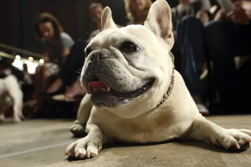 Lola, a French bulldog, lies on the floor prior to the start of a St. Francis Day service at the Cathedral of St. John the Divine, Oct. 7, 2007, in New York. The American Kennel Club announced Wednesday, March 15, 2023 that French bulldogs have become the United States' most prevalent dog breed, ending Labrador retrievers' record-breaking 31 years at the top. (AP Photo/Tina Fineberg, File)