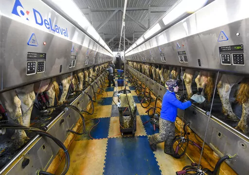 Farm workers milk dairy cows in the milking parlor at the Welcome Stock Farms Tuesday, Jan. 25, 2022, in Schuylerville, N.Y. New York state is now looking at lowering the farm worker overtime threshold from 60 hours a week.  Some workers and their advocates say the change would bring long-delayed justice to agricultural workers in New York.  But the prospect is alarming farmers. (AP Photo/Hans Pennink)