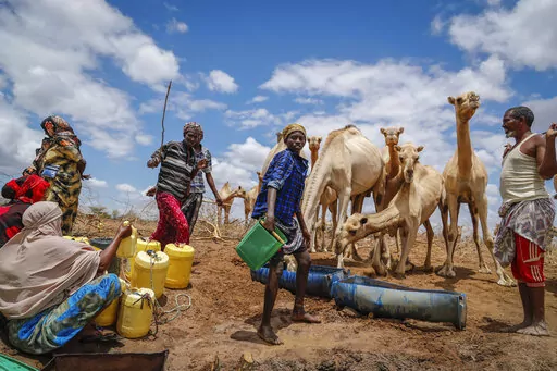 Herders supply water from a borehole to give to their camels during a drought near Kuruti, in Garissa County, Kenya on Oct. 27, 2021. The frequency and duration of droughts will continue to increase due to human-caused climate change, with water scarcity already affecting billions of people across the world, the United Nations warned in a report Wednesday, May 11, 2022. (AP Photo/Brian Inganga, File)