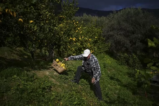 Sixth-generation lemon farmer Pierre Ciabaud collects lemons at his farm in Menton, France, Wednesday, March 6, 2024. “A young person today would not be able to live from lemon farming,” Ciabaud said. (AP Photo/Daniel Cole)