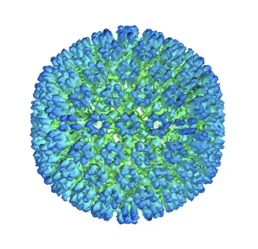 This image provided by U.S. Department of Health and Human Services shows an illustration of the outer coating of the Epstein-Barr virus, one of the world’s most common viruses. New research is showing stronger evidence that Epstein-Barr infection could set some people on the path to later developing multiple sclerosis.   (U.S. Department of Health and Human Services  via AP)