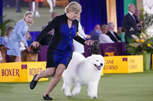FILE - The handler of a Samoyed runs with her dog before the judges in the working group category at the Westminster Kennel Club dog show, on June 13, 2021, in Tarrytown, N.Y. The Westminster Kennel Club's annual dog show has become the latest event to be postponed or canceled in New York as the number of coronavirus cases surges. The club's board of governors announced Wednesday, Dec 29, 2021, it was postponing its 2022 event, scheduled for late January, to later in the year. A new date wasn't 