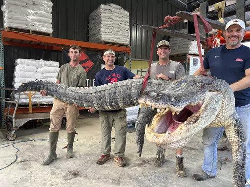This photo provided by Red Antler Processing shows the alligator sport hunting team made up of, from left, Tanner White, tag-holder Donald Woods, Will Thomas and Joey Clark as they hoist, with the help of a forklift, the longest alligator officially harvested in Mississippi, Saturday, Aug. 26, 2023, at Red Antler Processing in Yazoo City, Miss. The male alligator weighed 802.5 pounds and measured 14 feet, 3 inches long, and its length broke the state record as the longest alligator ever caught, 