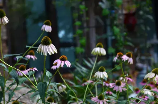This July 11, 2017 photo shows Purple Coneflowers appear in a front yard garden in Dallas, Texas on July 11, 2017. Instead of cutting every perennial to ground level before the first frost, gardeners are now being selective. Allowing the dried seed heads of plants like purple coneflower (Echinacea), and others to stand all winter will provide food for nonmigratory birds. (AP Photo/Benny Snyder, File)