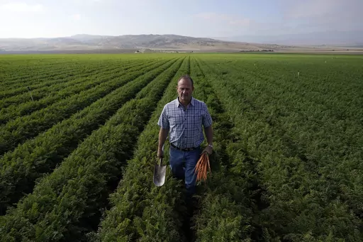 Jeff Huckaby, president and CEO of Grimmway, walks on a carrot field owned by the company, Thursday, Sept. 21, 2023, in New Cuyama, Calif. In the Cuyama Valley northwest of Los Angeles, two of the country's biggest carrot farmers filed a lawsuit in a bid to have their groundwater rights upheld by a judge. The move pushed hundreds of small farmers and cattle ranchers, local residents and even the tiny school district into court, and has prompted community outcry and a call for a carrot boycott. (