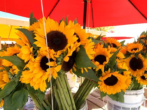 This image provided by Jessica Damiano shows a bouquet of cut sunflowers on Oct. 15, 2019 in Mattituck, N.Y. (Jessica Damiano via AP)