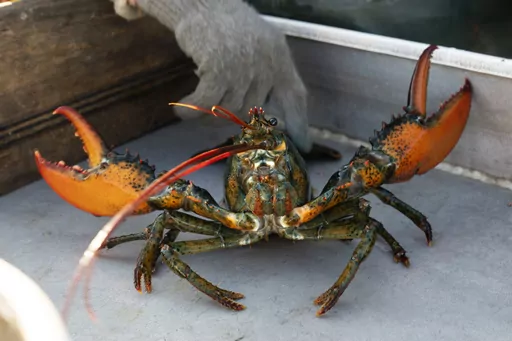A lobster rears its claws after being caught off Spruce Head, Maine, Aug. 31, 2021. A group of Maine businesses and trade groups filed a lawsuit against a California aquarium Monday, March 13, 2023, for recommending seafood customers avoid buying lobster. (AP Photo/Robert F. Bukaty, File)
