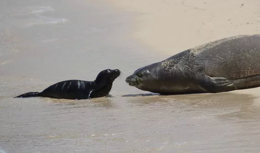 Hawaiian monk seal Kaiwi and her newborn pup lie on the sand at Waikiki's Kaimana Beach in Honolulu on Thursday, April 20, 2023. Officials fenced off a large stretch of a popular Waikiki beach to protect the seal and her days-old pup. The unusual move highlights the challenges of protecting endangered species in a state that attracts millions of travelers every year.(Cindy Ellen Russell/Honolulu Star-Advertiser via AP)