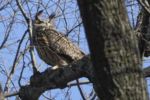 A Eurasian eagle-owl named Flaco sits in a tree in New York's Central Park, Feb. 6, 2023. Flaco, the Eurasian eagle-owl who escaped from New York City’s Central Park Zoo and became one of the city’s most beloved celebrities as he flew around Manhattan, has died, zoo officials announced Friday, Feb. 23, 2024. (AP Photo/Seth Wenig, File)