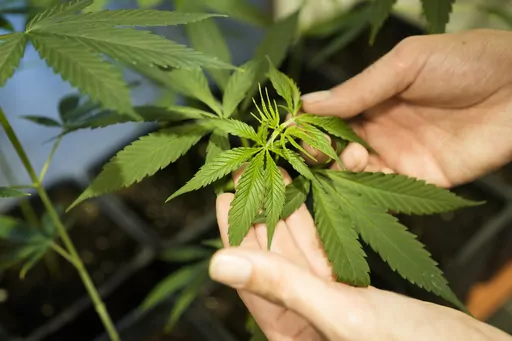 An employee shows a growing cannabis or hemp plant in a box at the Cannabis Museum in Berlin, Germany, Tuesday, Aug. 15, 2023. The German government’s plan to liberalize rules on cannabis has cleared its final parliamentary hurdle, clearing the way for the possession of limited amounts of marijuana to be decriminalized on April 1, 2024. In a second step, “cannabis clubs” that will be allowed to grow the substance for members’ personal use will be allowed to start work on July 1. (AP Phot