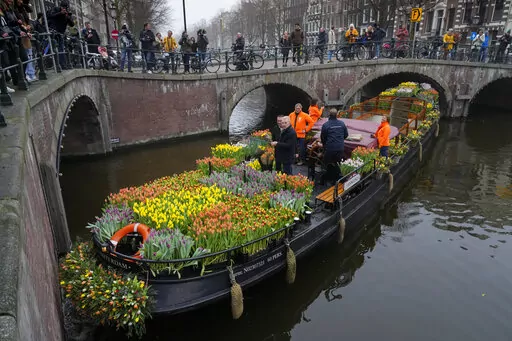 On the day stores in Amsterdam and across the Netherlands cautiously re-opened after weeks of coronavirus lockdown, the Dutch capital's mood was further lightened by dashes of color in the form of thousands of free bunches of tulips handed out by growers from a boat in the canals of Amsterdam, Netherlands, Saturday, Jan. 15, 2022. (AP Photo/Peter Dejong)