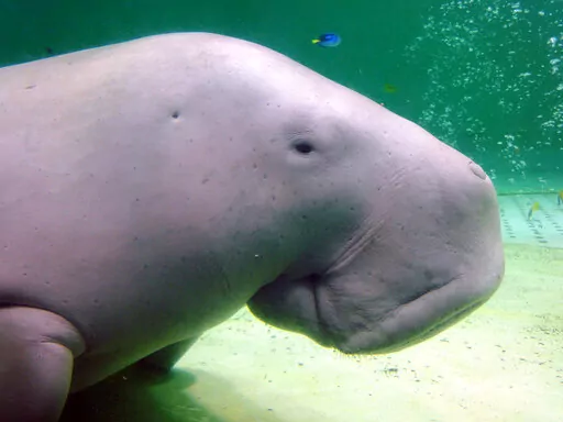 Serena, a dugong, swims at the Toba Aquarium in Toba, Japan on Sept. 5, 2012. Populations of the vulnerable species of marine mammal, numerous species of abalone and a type of Caribbean coral are now threatened with extinction, an international conservation organization said Friday, Dec. 9, 2022. (AP Photo/Linda Lombardi, File)